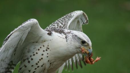 Majestic Snowy Owl in Action wallpaper