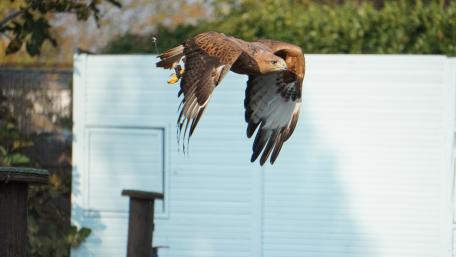 Majestic Eagle in Flight wallpaper