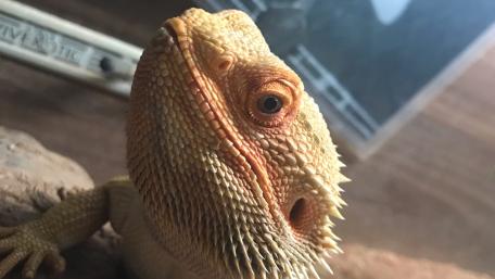 Bearded Dragon Close-Up Wallpaper Displaying Unique Textures and Colors wallpaper