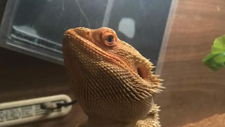 Majestic Bearded Dragon in Natural Habitat wallpaper