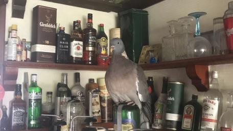 Pigeon Amongst the Spirits in a Cozy Bar Shelf wallpaper