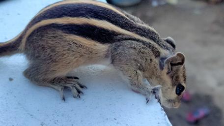 Charming Squirrel in Action wallpaper