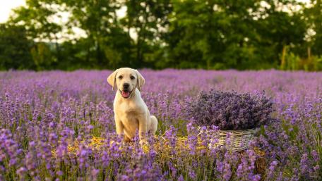 Labrador retriever puppy wallpaper