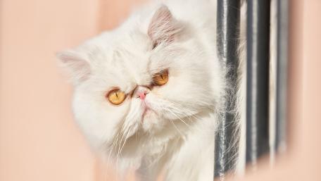 Grumpy White Cat Wallpaper for Cat Lovers wallpaper