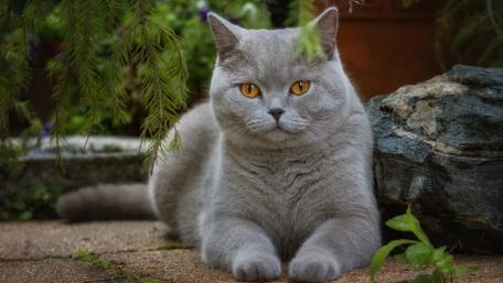 Elegant Grey Cat in a Serene Garden Setting wallpaper