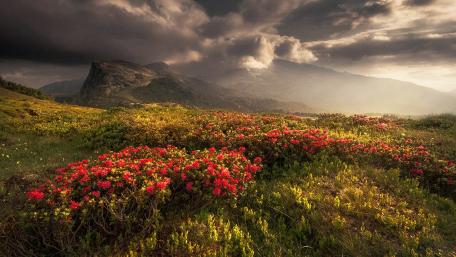 Majestic Mountain Landscape with Wildflowers wallpaper