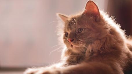 Golden Cat in Soft Light wallpaper