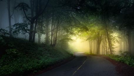 Enchanted Forest Pathway Evoking Mystery and Serenity wallpaper