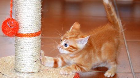 Playing kitten wallpaper