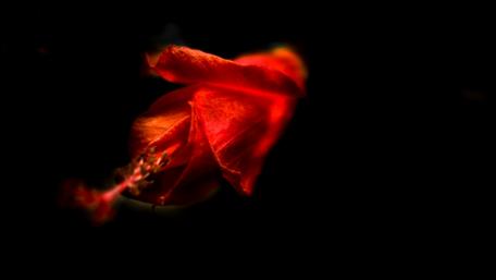 Red Hibiscus bud wallpaper