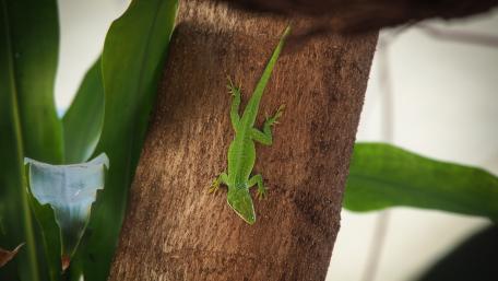 Vibrant Green Lizard on Tree Trunk wallpaper