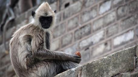 Curious Monkey Sitting on a Wall wallpaper