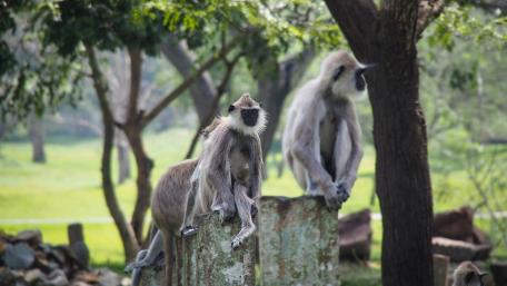Intriguing Monkeys Relaxing in Nature wallpaper