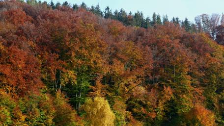 Autumn's Vibrant Forest Palette wallpaper