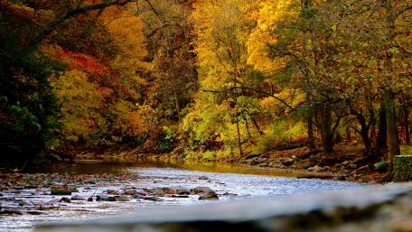 River in an a fall forest wallpaper