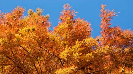 Golden Autumn Canopy Under Clear Blue Sky wallpaper