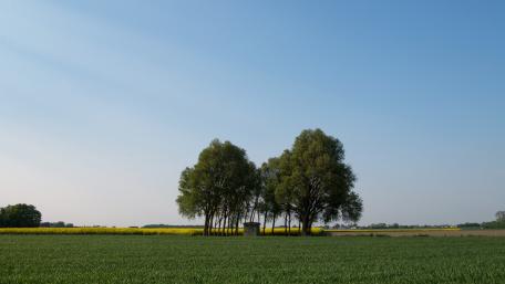 Serene Tree Cluster in a Vibrant Landscape wallpaper