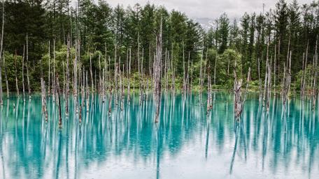 Tranquil Bayou Reflections in Nature wallpaper