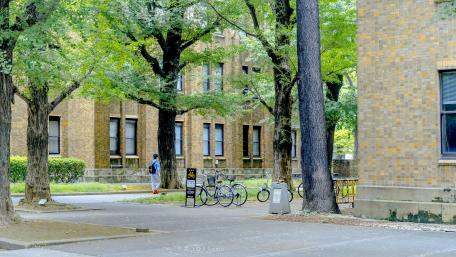 A Charming Urban Neighborhood View of Trees and Bicycles wallpaper