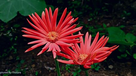 Vibrant Red Gerbera Blooms for Your Space wallpaper