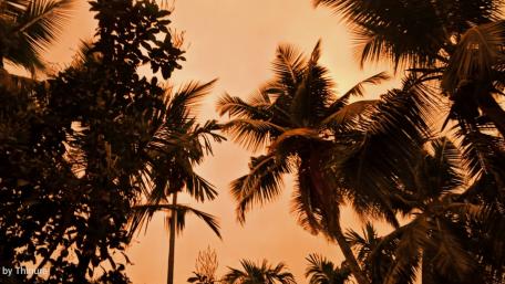 Orange Evening wallpaper