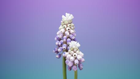 Muscari / Grape Hyacinth wallpaper