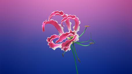 Pink flower digital art wallpaper