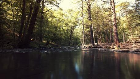 Tranquil Forest Stream Scene wallpaper