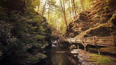 Serene Forest Trail with Boardwalk View wallpaper