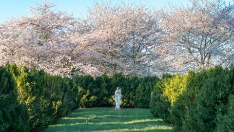 Serenity Among Blossoms wallpaper