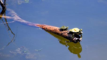 Serene Turtles Resting on a Log in Tranquil Waters wallpaper