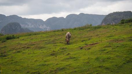 Serene Cow Grazing in Rural Pastureland wallpaper
