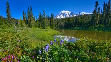 Spring nature wallpaper