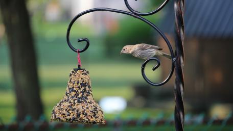 A sparrow at lunchtime wallpaper