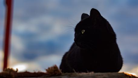 Mysterious Black Cat in Soft Light wallpaper