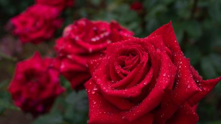 Elegant Red Roses with Dew Drops wallpaper