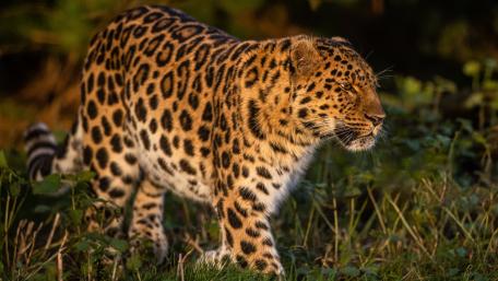 Majestic Leopard in Natural Habitat wallpaper