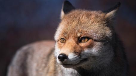 Graceful Fox in Natural Habitat wallpaper