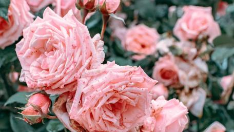 Delicate Pink Roses in Bloom wallpaper
