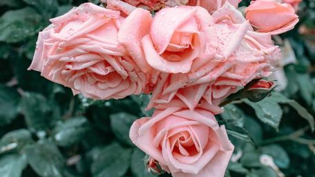 Elegant Pink Roses in Bloom wallpaper
