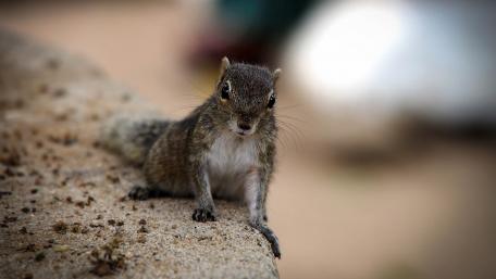 Charming Squirrel on a Wall wallpaper