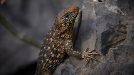 Lizard on a Rocky Surface is Captivating Nature Wallpaper wallpaper