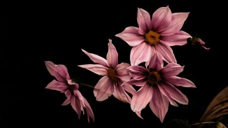 Beautiful Pink Blooms Against Dark Background wallpaper