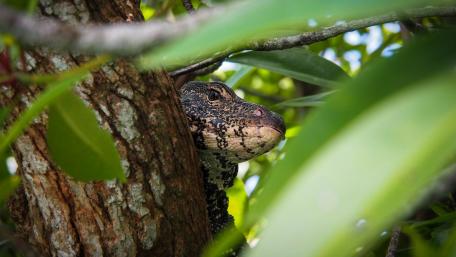Lurking Monitor Lizard Amidst Nature's Greenery wallpaper