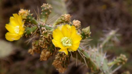 Vibrant Yellow Cactus Flowers in Bloom wallpaper