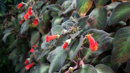 Vibrant Red Flowers Amidst Lush Green Foliage wallpaper