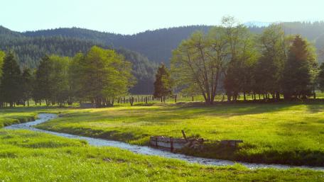 Serene Meadow Stream Under Bright Sunlight wallpaper