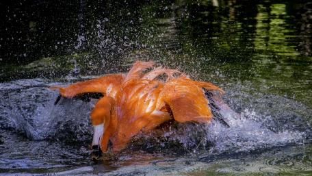 Majestic Flamingo Making Waves in Water wallpaper