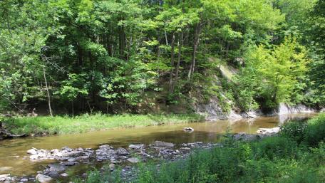 Forest Creek wallpaper
