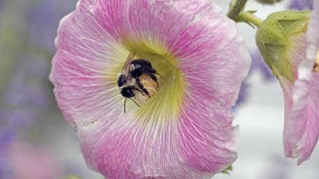 Delicate Bloom and Busy Bee wallpaper